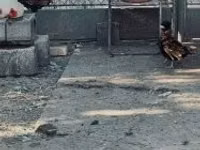 Padovana — Foto 6