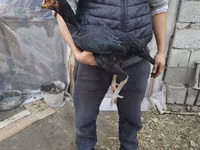 Australian Pit Game fowl — picha 1