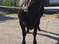 Ng'ombe jike, Banda la Holstein — picha 8