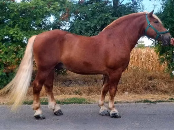 Hengst, Noriker