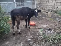 ثور, الماشية — الصورة 1