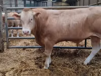 Bull, Cattle — photo 1