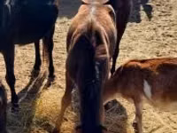 Mare, Horses — photo 3