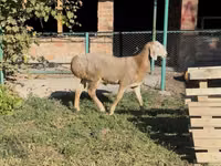 Widder, Arashan sheep — Foto 5