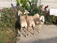 भेड़, भेड़ — फ़ोटो 5