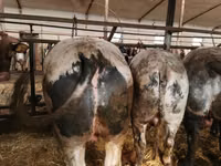 Ng'ombe (kikundi, jinsia haijatajwa), Simmental cattle — picha 3