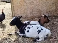 母山羊, Nigerian dwarf goats — 照片 1