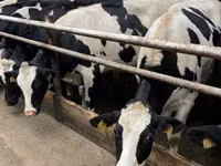 Ng'ombe jike, Banda la Holstein — picha 2