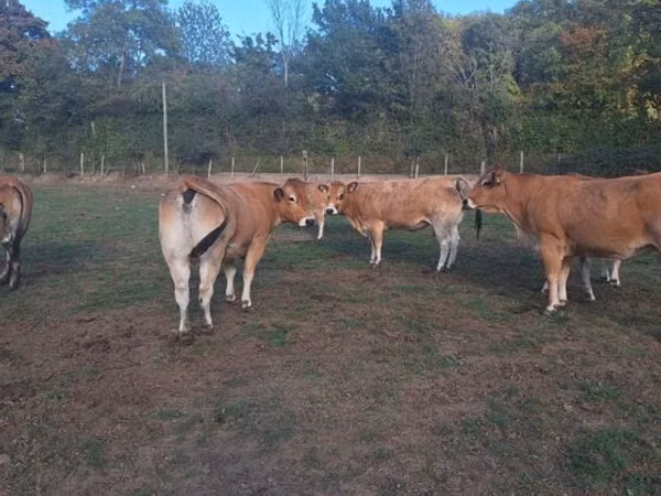 Cow, Partenaise cattle