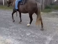 Hengst, Rocky Mountain Horse — Foto 8