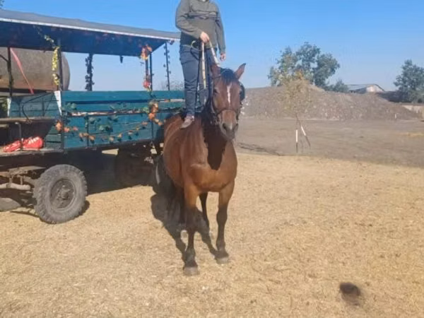 母马, Horses