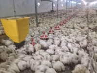 Chickens — Foto 4