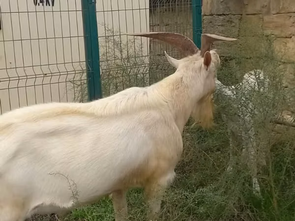 Mbuzi (kikundi, jinsia haijatajwa), Mbuzi