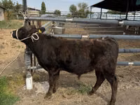 Bulle, Aberdeen-Angus — Foto 1