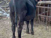 Toro, Aberdeen-Angus — foto 1
