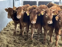 Rinder (Partie, Geschlecht nicht angegeben), Simmental cattle — Foto 3