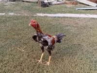Chickens — Foto 2