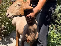 Kondoo jike, Jaidara sheep — picha 1