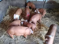 Pigs (batch, sex not specified), Pigs — photo 3