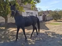 Horse (M), Hungarian horse breed — photo 1