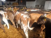 Rinder (Partie, Geschlecht nicht angegeben), Simmental cattle — Foto 3