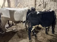 सांड, मवेशी — फ़ोटो 4