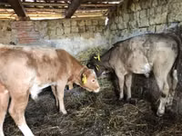 Bull, Simmental cattle — photo 3