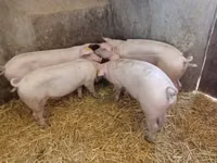 Sow, Pigs — photo 2