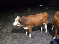 Ng'ombe dume, Swiss cattle — picha 1