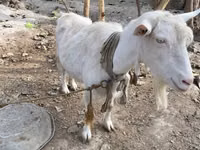बकरी, Fergana goat — फ़ोटो 1