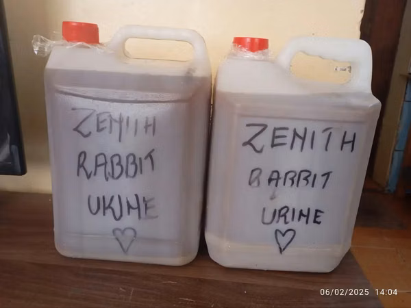 Pure Rabbit Urine for Sale