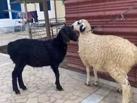 Ram, Sheep — photo 2