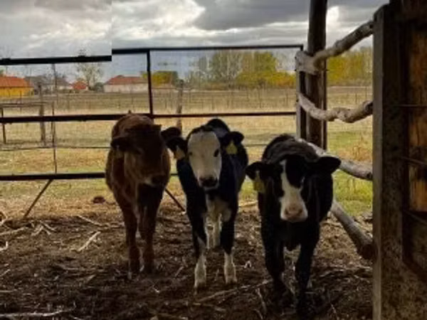 Ng'ombe (kikundi, jinsia haijatajwa), Ng'ombe wa Limousin