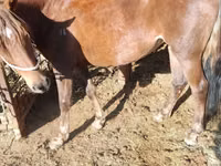 Yegua, French Trotter — foto 1