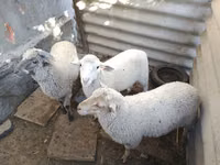 Carnero, Yecheng sheep — foto 2