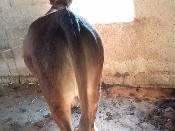 Farasi jike, Farasi