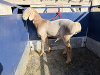 मेढ़ा, Arashan sheep — फ़ोटो 3