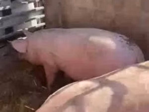 Pigs (batch, sex not specified), Pigs