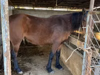 Horse (M), Tatar horse — photo 1
