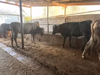 Vaca, Swiss cattle — foto 5