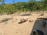 Pigs (batch, sex not specified) — photo 3