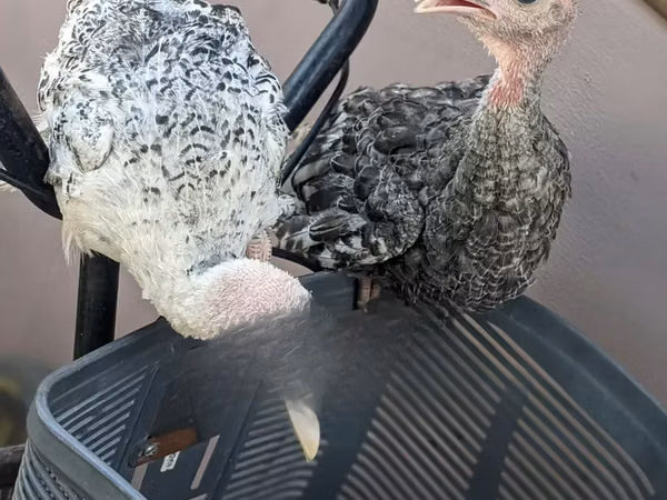 Turkeys — Tanzania