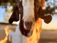 عنزة, Boer goat — الصورة 4