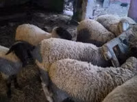 Sheep (batch, sex not specified), Suffolk sheep — photo 4