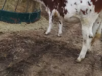 Ng'ombe jike, Simmental cattle — picha 4