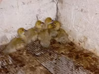 Ducks — 照片 3