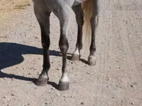 Farasi dume, Tennessee Walking Horse — picha 6