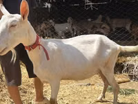बकरी, Saanen goat — फ़ोटो 5