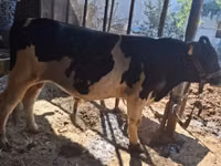 Ng'ombe dume, Red Estonian cattle — picha 2