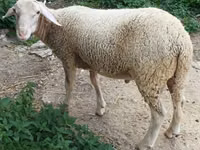 Ram, Luzein sheep — photo 1